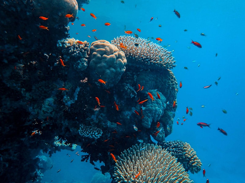 ウイリー五目釣行記(久里浜五郎丸ウイリー船しんちゃん船長)